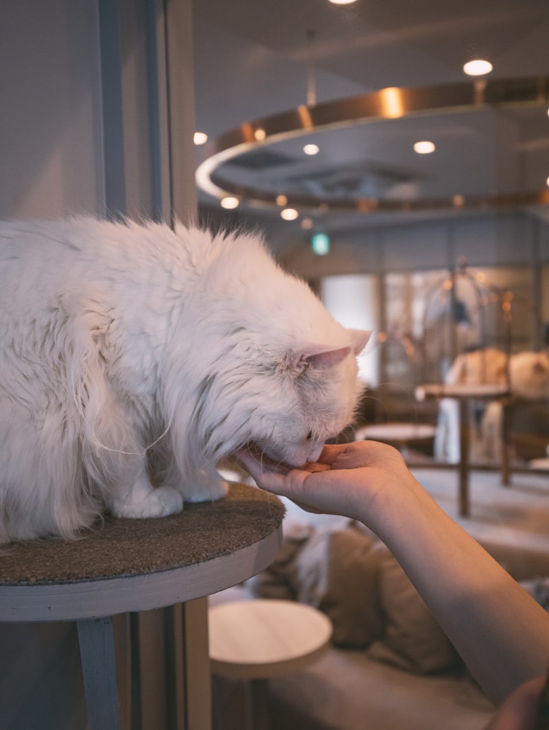 くつろぐ猫